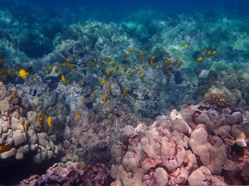 Turtle Town Clear Kayak & Snorkel Tour (7am-9:30am) - Practical Details and Safety Considerations