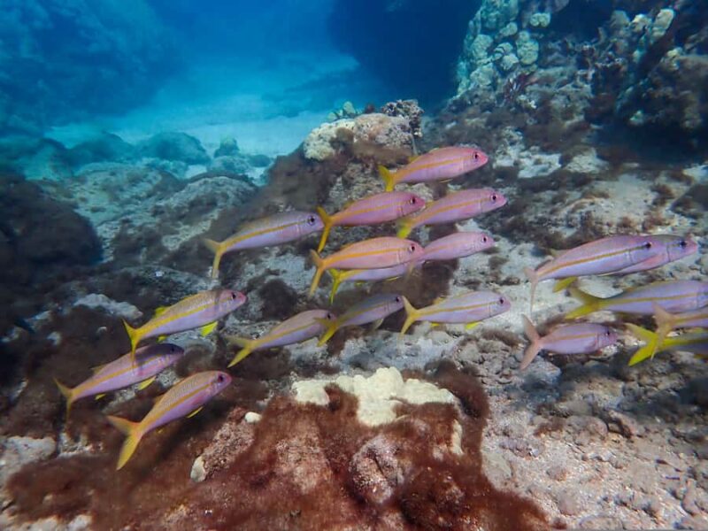 Turtle Town Clear Kayak & Snorkel Tour (7am-9:30am) - What Sets This Tour Apart from Others