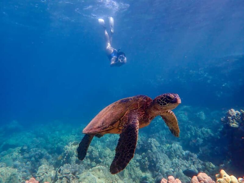 Turtle Town Clear Kayak & Snorkel Tour (7am-9:30am) - Frequently Asked Questions