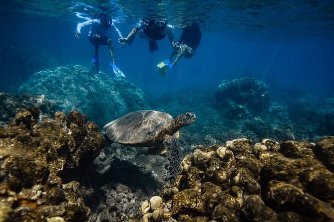 Turtle Town Snorkel with Photo and Video - The Snorkel Experience at Maluaka Beach