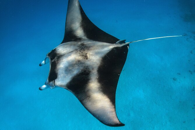 Turtle Town Snorkel with Photo and Video - Physical Requirements and Accessibility