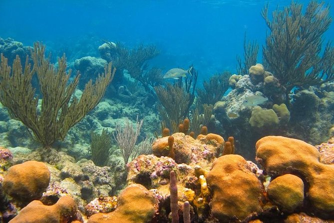 Turtles and Cenote from Riviera Maya - Flexibility and Cancellation Policy