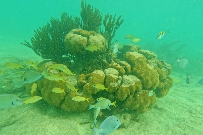 Turtles Encounter Akumal! Small group from Playa del Carmen - Discover the Unique Combo of Marine and Underground Adventures in Akumal
