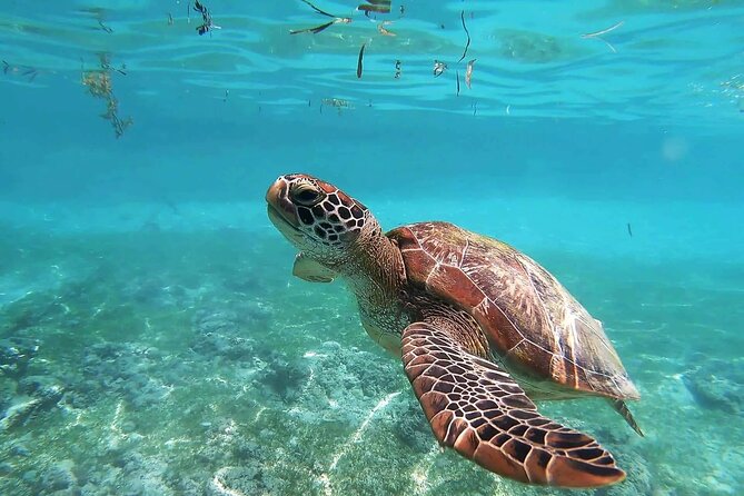 Turtles & Tulum Ruins! Round Transportation from Tulum City - Snorkeling with Turtles in Akumal’s Clear Waters