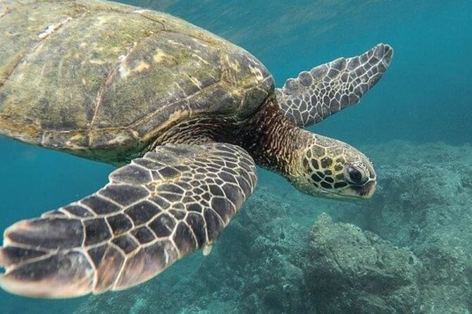 Turtles & Tulum Ruins! Round Transportation from Tulum City - Tour Pacing and Group Size Considerations