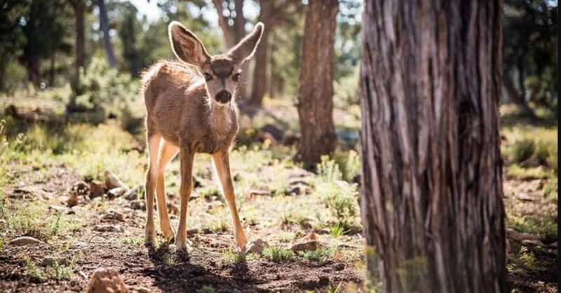 Tusayan: Grand Canyon National Park Off Road Journey - Discovering Moran Point and the Canyon’s Layers
