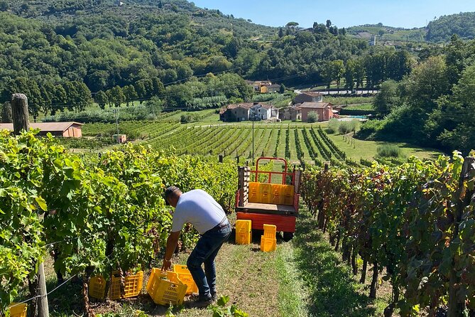 Tuscan Wine Tour in Lucca by van - Tasting and Food Pairings