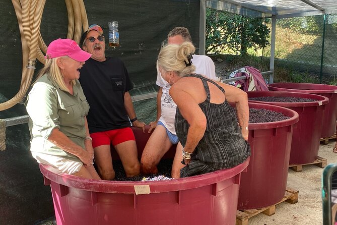 Tuscan Wine Tour in Pisa by van - Exploring Two Genuine Tuscan Organic Wineries