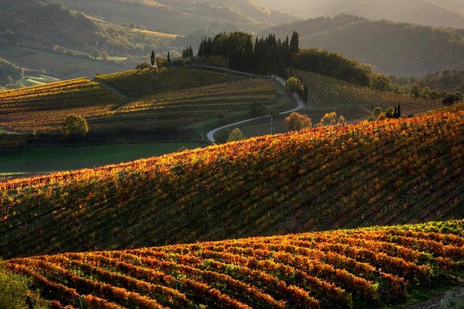Tuscany Hiking Tour from Siena Including Wine Tasting - Key Points