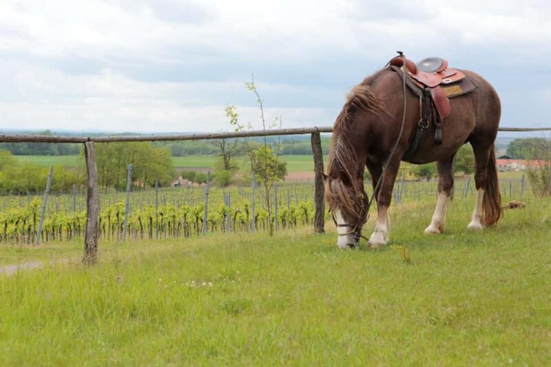 Tuscany: Horseback Riding Adventure with Lunch in a Winery - The Four-Course Tuscan Lunch: Fresh, Regional, and Well-Paired