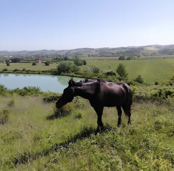 Tuscany: Horseback Riding Experience in Buonconvento - Comparison with Other Experiences