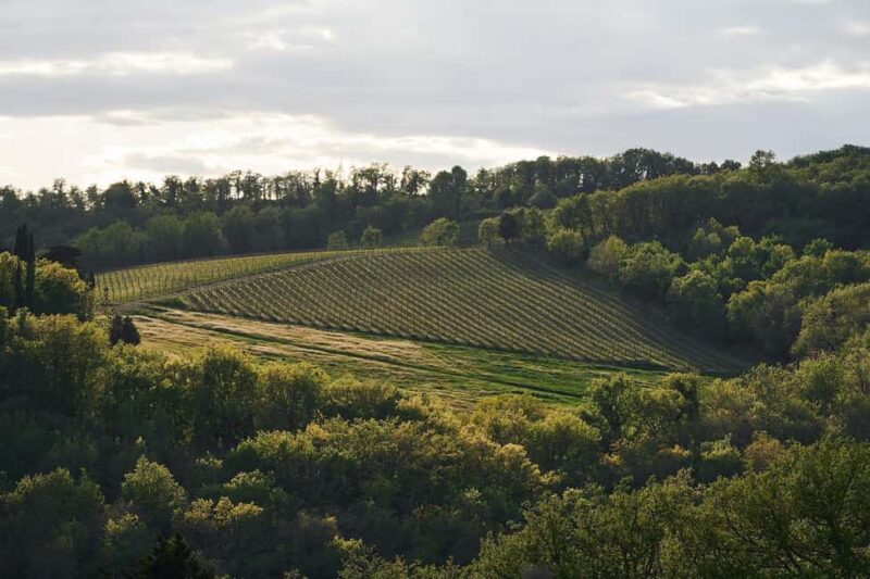 Tuscany: Picnic with Wine and Delicacies in Radda in Chianti - The Garden Setting: Comfort and Serenity