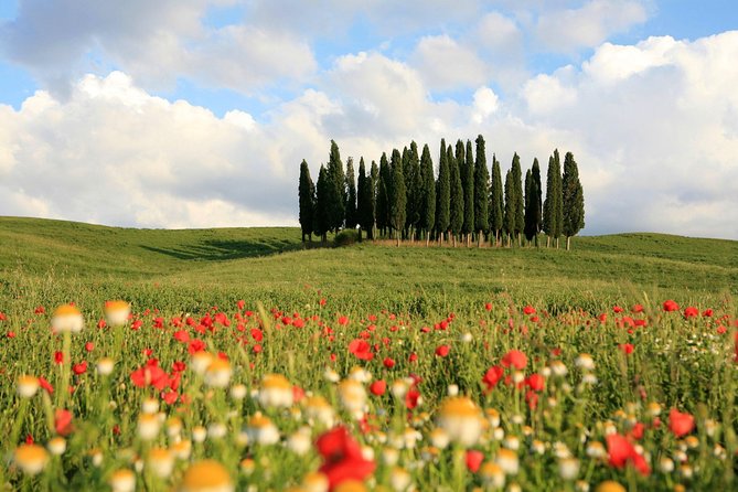 Tuscany Tour: Montepulciano, Pienza & Montalcino - Montepulciano: A Medieval Wine Town