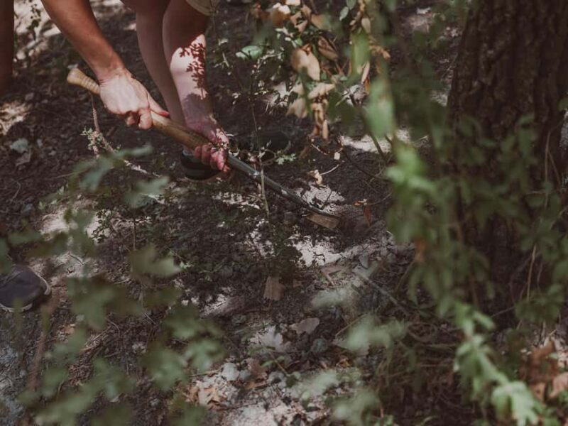 Tuscany: Volterra Truffle Hunting Experience - The Truffle Extraction and Hands-On Experience