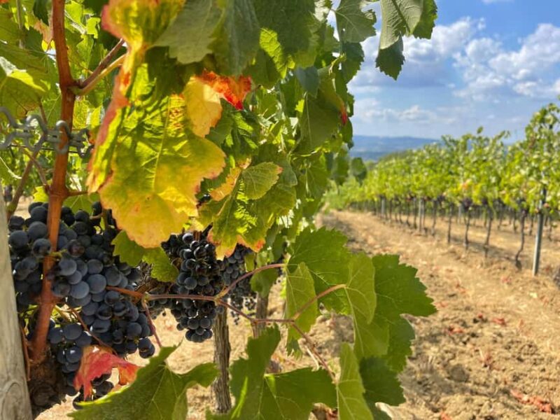 Tuscany Wine Tour : 2 Wineries & San Gimignano from Florence - Key Points