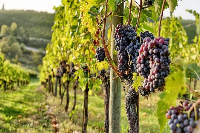 Tuscany Wine Tour from Rome with Private Driver - Wine Tasting and Gourmet Sampling Included