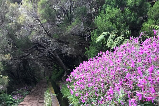 Twenty-Five Fountains Levada walks (private) - Discovering Madeira’s Unique Fauna and Flora