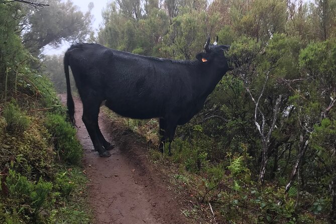 Twenty-Five Fountains Levada walks (private) - The Unmatched Views and Photo Opportunities