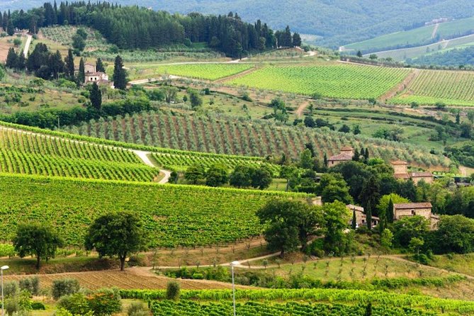 Two days of Tuscany discovering the Nobile, Brunello, Chianti area - Exploring Montalcino’s Historic Charm and Brunello Wineries