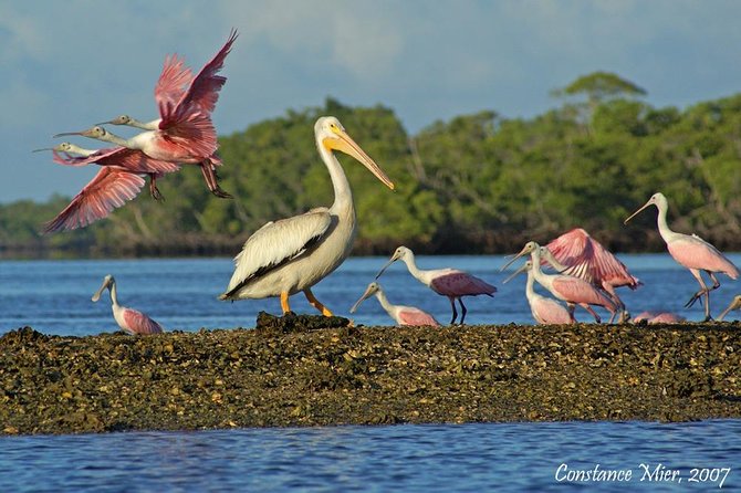 Two-Hour Everglades Dolphin, Manatee and Birding Boat Tour - The Tour’s Unique Focus on Wildlife in Everglades National Park