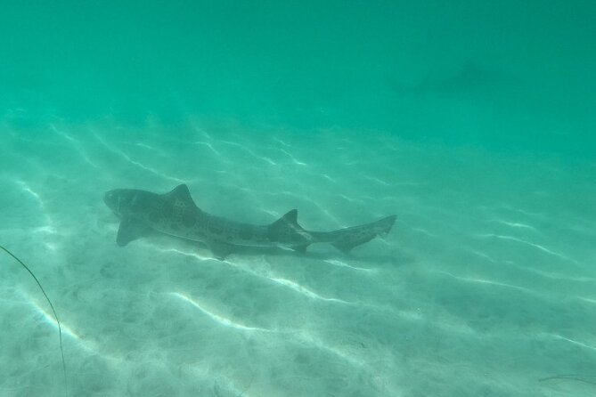 Two Hour Kayak and Snorkel Tour for Two in La Jolla - The Experience with Guides and Equipment