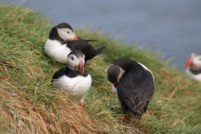 Two-In-One: Whale & Puffin Watching Tours from Reykjavik - Comfort and Safety Features on Board