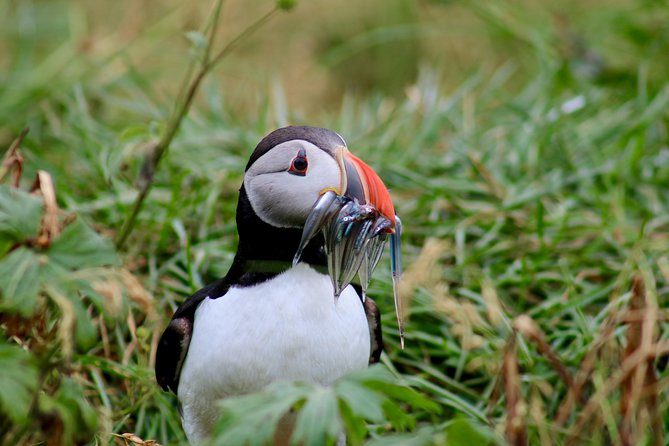 Two-In-One: Whale & Puffin Watching Tours from Reykjavik - Practical Considerations and Tips