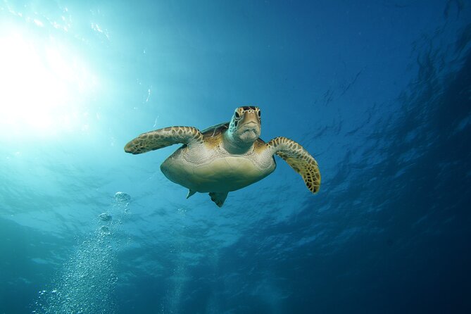 Two Reefs For Certified Divers in Cancun - Practical Tips for Participants: Health and Safety Considerations