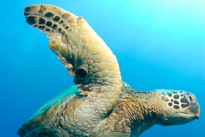 Two Site Snorkeling Adventure featuring the Molokini Crater - Comparing to Similar Maui Snorkeling Tours