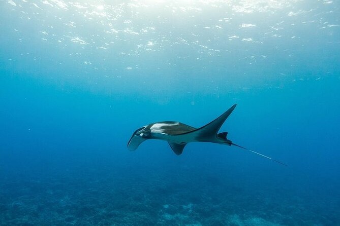 Two Stop Snorkel Adventure from Maui - The Bonus Snorkel at Turtle Arches