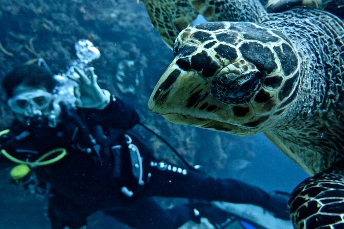 Two Tank Certified Cozumel Scuba Adventure - Explore Cozumel’s Underwater World with a Private Two-Tank Dive