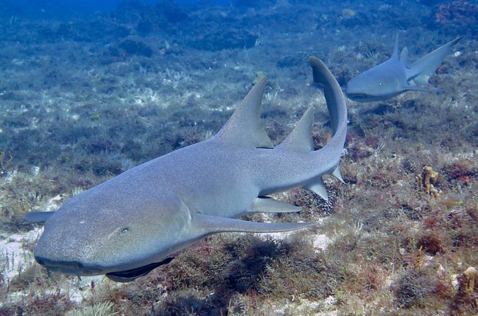 Two Tank Certified Cozumel Scuba Adventure - Two Professional Dives in the Cozumel Marine Park