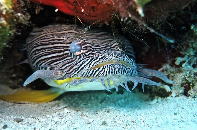 Two Tank Certified Cozumel Scuba Adventure - Physical Requirements and Suitability