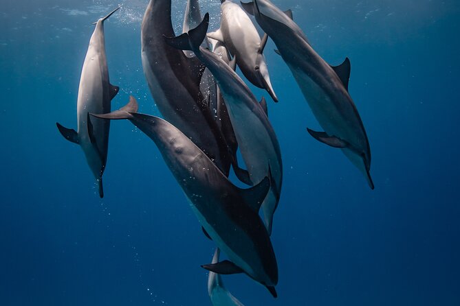 Two Tank Morning Reef Dive and Snorkel - Discover the Two Tank Morning Reef Dive and Snorkel on the Big Island of Hawaii