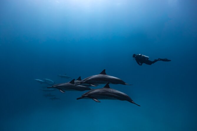 Two Tank Morning Reef Dive and Snorkel - Marine Life Encounters You Can Expect