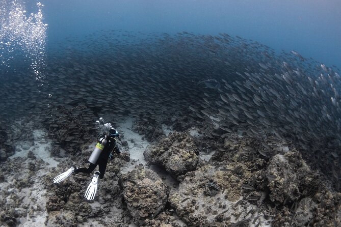 Two Tank Morning Reef Dive and Snorkel - The Expertise of Kona’s Guides and Dive Masters