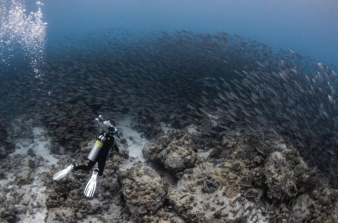 Two Tank Morning Reef Dive and Snorkel - What’s Not Included and Tips for Participants