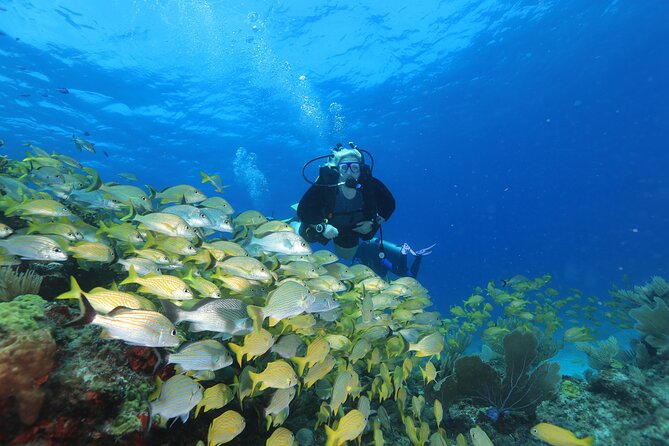 Two Tanks Scuba Diving for Beginners in Cancun - Cancuns Top Beginner Dive Site: MUSA Underwater Museum