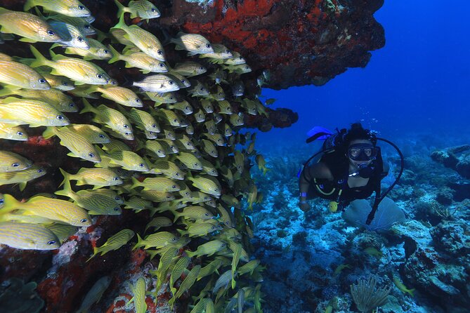 Two Tanks Scuba Diving for Beginners in Cancun - What Makes This Tour Stand Out?
