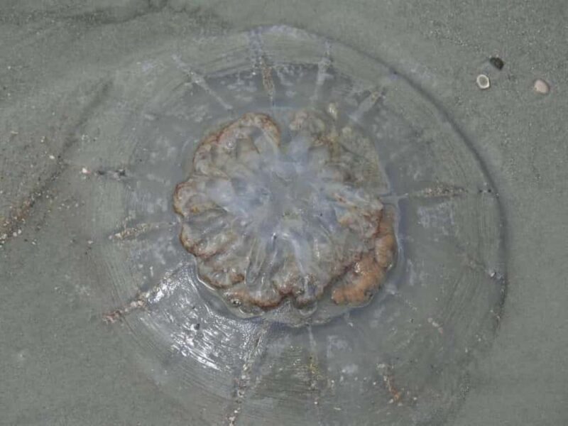 Tybee Island Marine Science Center Entry Ticket - The Learning Environment and Family-Friendly Atmosphere