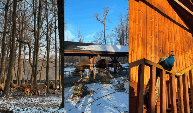 Tychy: Brewery Museum Tour with Tastings and Bison Reservoir - Frequently Asked Questions