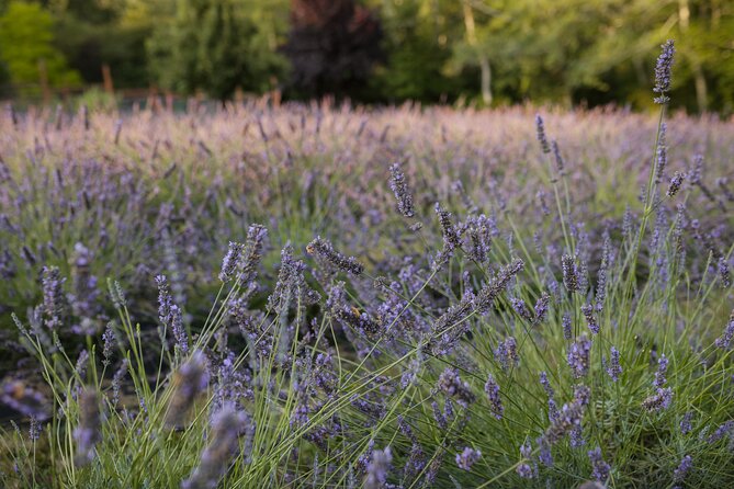 U-Pick Lavender Experience on Bainbridge Island - Meet at the Bainbridge Island Meeting Point