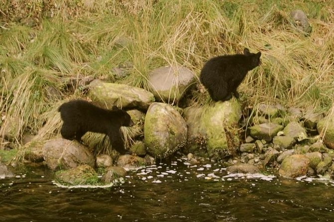 Ucluelet Harbour Tour - Suitable for All Skill Levels and Physical Fitness
