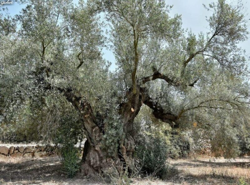 Ulldecona: Guided Tour of the Millenary Olive Trees of Arión - Key Points