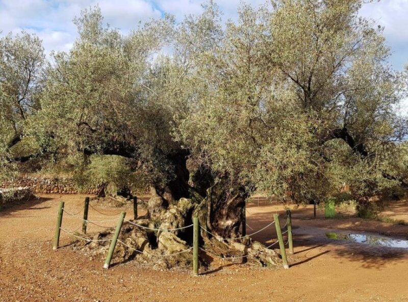 Ulldecona: Guided Tour of the Millenary Olive Trees of Arión - Starting Point at Ulldecona Tourist Office and Journey to Arión