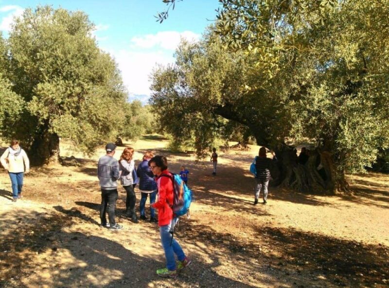 Ulldecona: Guided Tour of the Millenary Olive Trees of Arión - Practical Details: Meeting Point and Group Size
