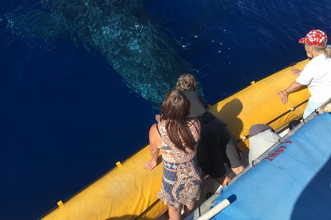 Ultimate 2 Hour Exclusive VIP Whale Watch Tour - Discover Maui’s Premier Small-Group Whale Watching Experience