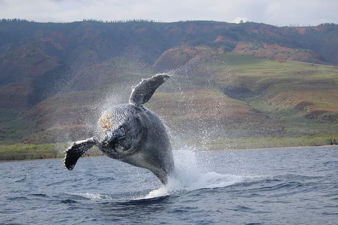Ultimate 2 Hour Exclusive VIP Whale Watch Tour - Key Points