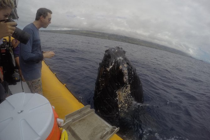 Ultimate 2 Hour Exclusive VIP Whale Watch Tour - The Expertise of Guides and Naturalists