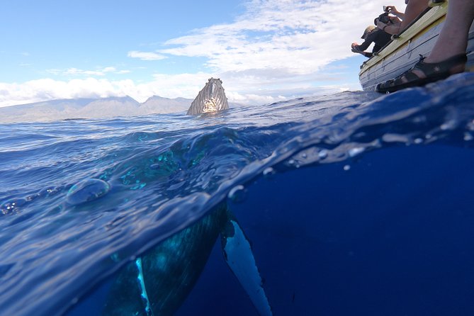 Ultimate 2 Hour Exclusive VIP Whale Watch Tour - The Benefits of Raft-Style Boats for Whale Watching